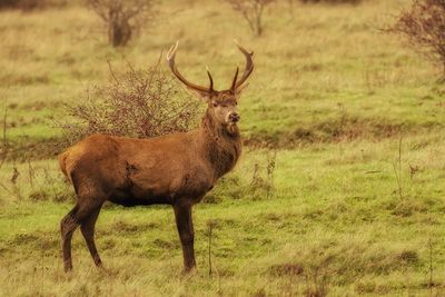 Deer on field