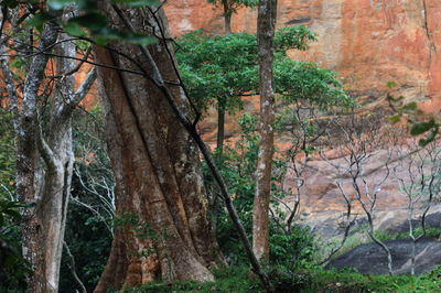 Trees in forest