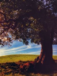 Trees on grassy field