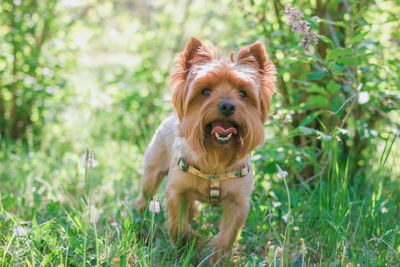 Miniature yorkshire terrier dog in summer foliage with flowers. summer vibes.