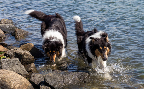 Dog swimming in sea