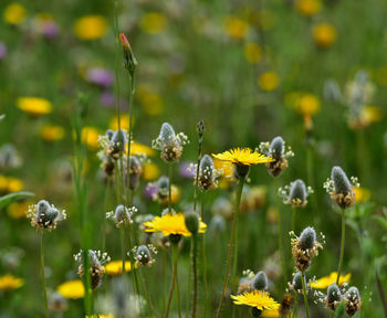 Close-up of yellow flowering plant