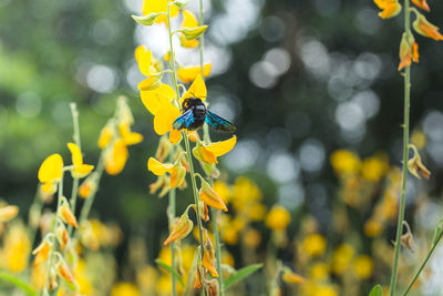 Close-up of insect on yellow flower