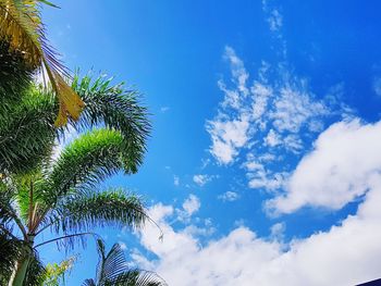 Low angle view of palm trees against blue sky