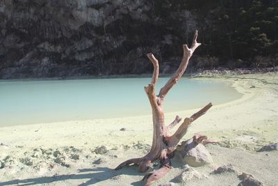 Driftwood on beach