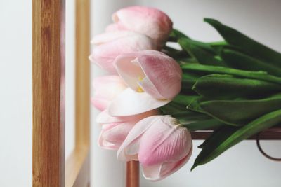 Close-up of pink flowers