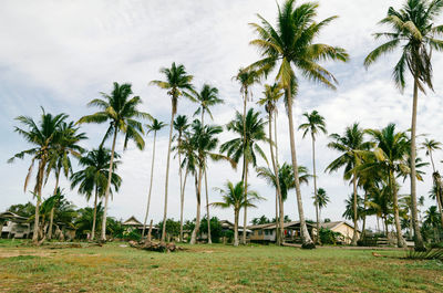 Palm trees on landscape against sky