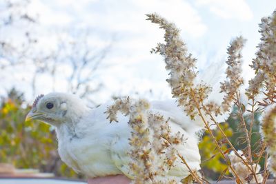 Close-up of a bird 