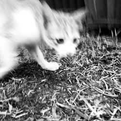domestic animals