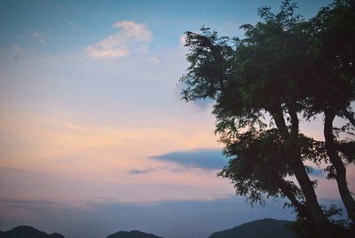 Low angle view of tree against sky