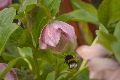 Close-up of bee on pink flower