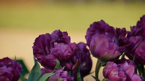 Close-up of pink tulips