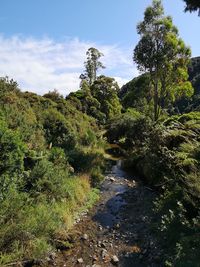 Scenic view of forest against sky