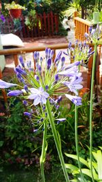 Close-up of purple flowers blooming outdoors