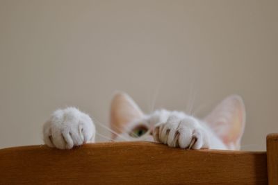 Close-up of white cat on wood against wall