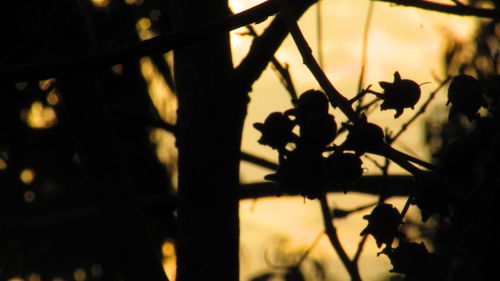 Close-up of silhouette plant against sky at sunset