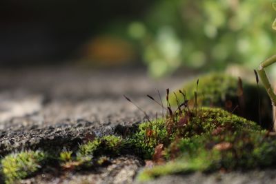 Close-up of moss growing on field