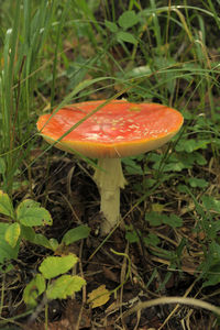 Close-up of mushroom growing on field