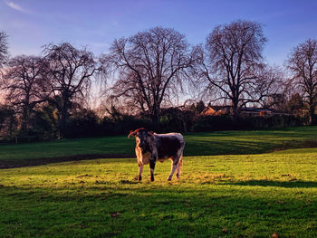 View of a dog on field