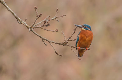 Close-up of bird perching on twig