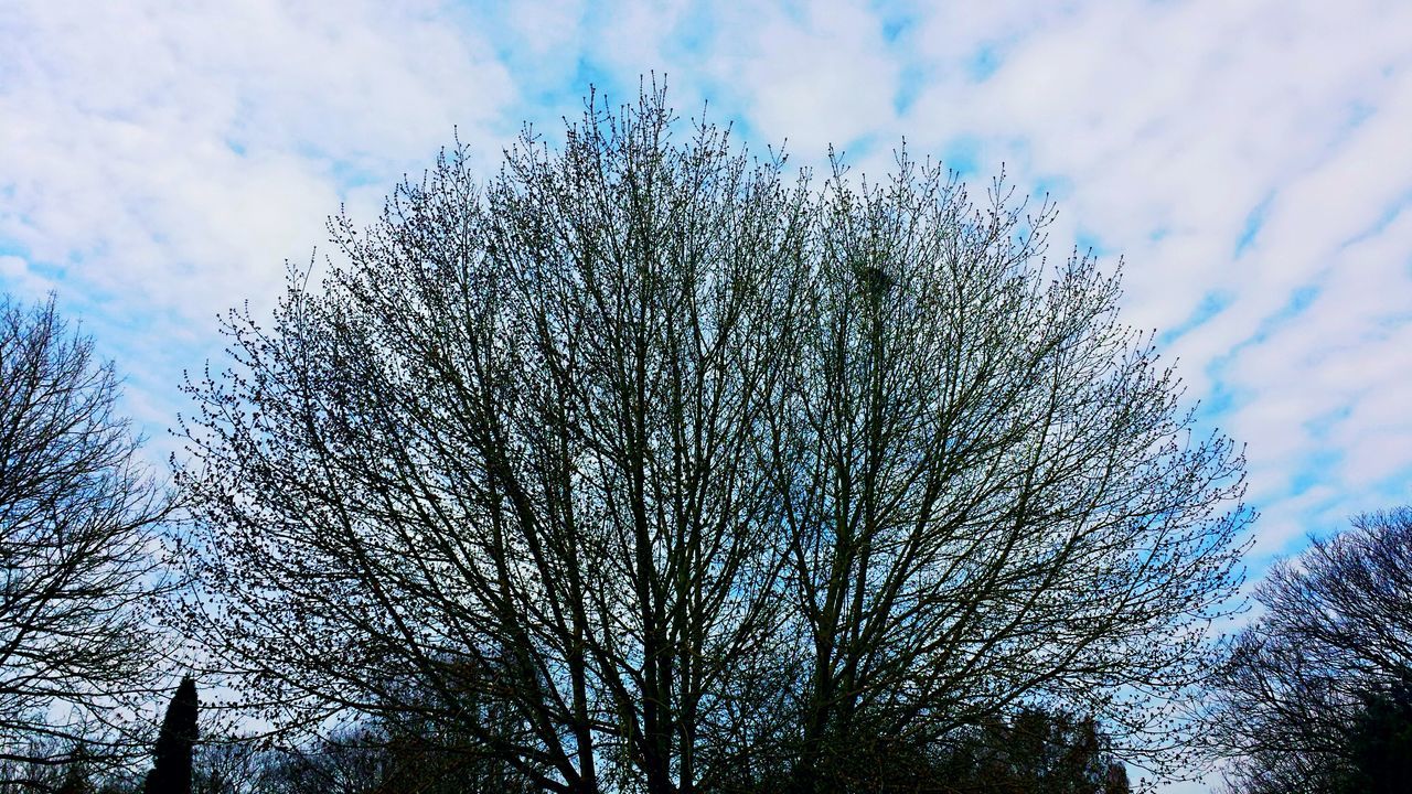 low angle view, sky, tree, cloud - sky, nature, bare tree, silhouette, day, cloudy, outdoors, branch, growth, no people, cloud, beauty in nature, tranquility, high section, weather, plant, dusk