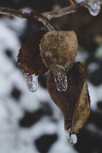 Close-up of dried leaves on frozen plant