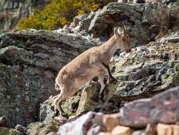 Side view of giraffe on rock