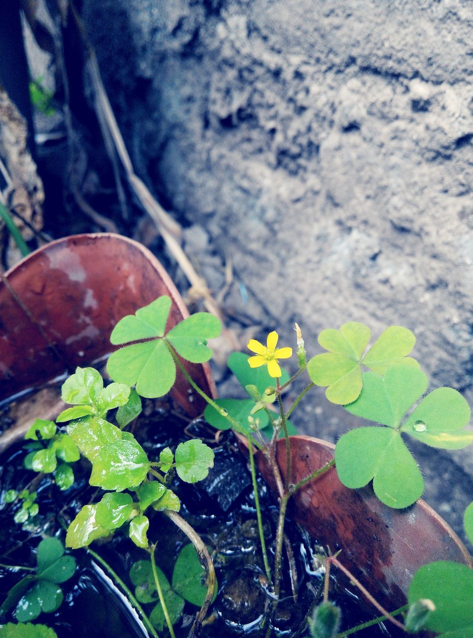 leaf, plant, green color, growth, nature, beauty in nature, rock - object, close-up, high angle view, tranquility, day, outdoors, moss, fragility, no people, growing, freshness, green, rock, sunlight