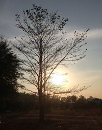 Silhouette tree on field against sky during sunset