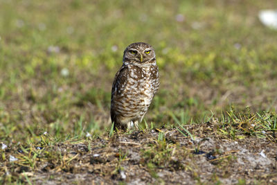 Owl perching on field