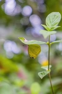 Close-up of yellow flowering plant