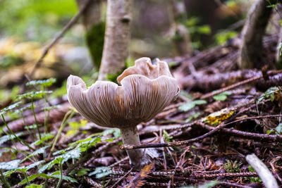 Close-up of mushroom growing on field