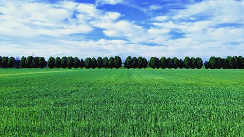 Scenic view of agricultural field against sky