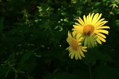 Close-up of yellow flowering plant