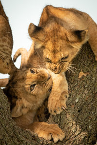 Close-up of lion cubs on tree trunk