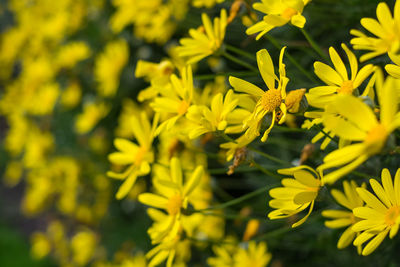 Close-up of yellow flowering plant