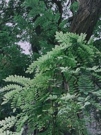 Low angle view of tree in forest