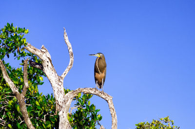 Close-up of bird perching on tree against clear blue sky