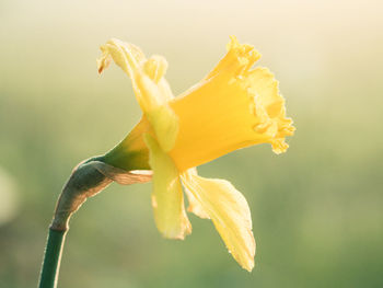 Close-up of yellow flower against blurred background