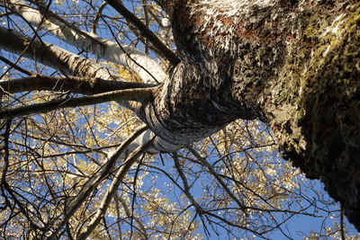 Low angle view of bare tree against sky