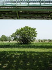 Trees on field against sky