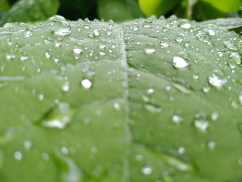 Close-up of water drops on leaves