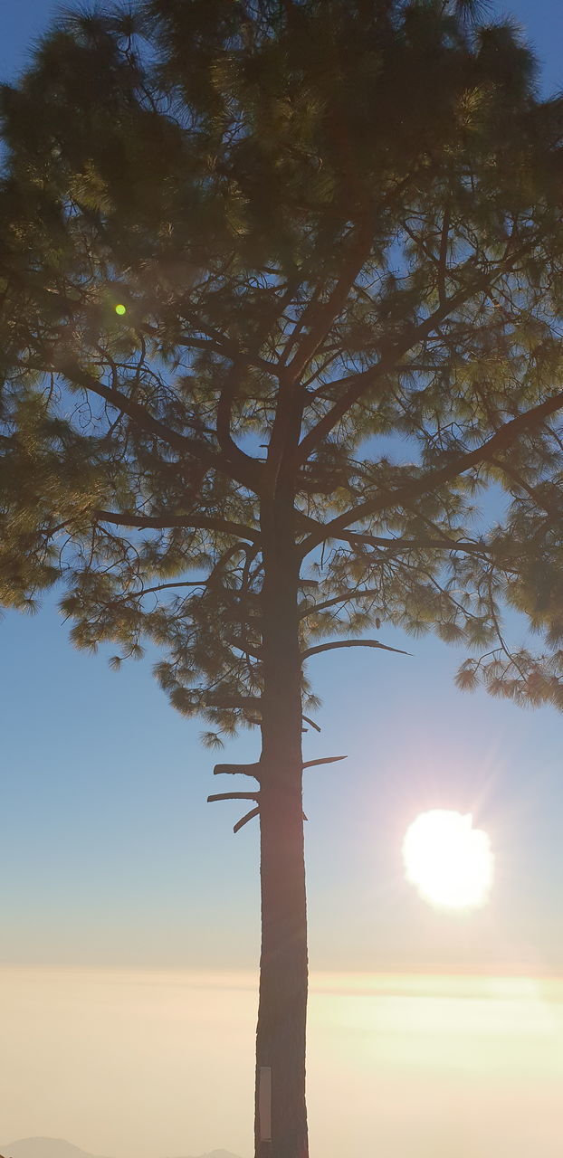 LOW ANGLE VIEW OF SILHOUETTE TREE AGAINST ORANGE SKY