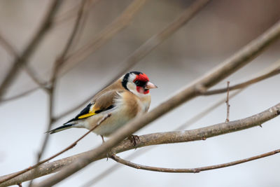 Low angle view of bird perching on branch