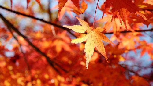 Close-up of maple leaves during autumn