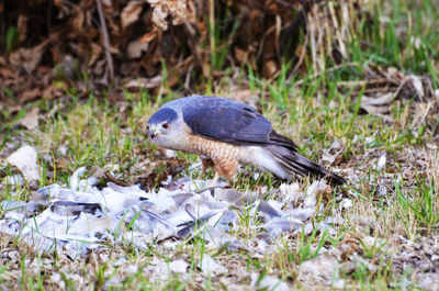 Close-up of a bird on field