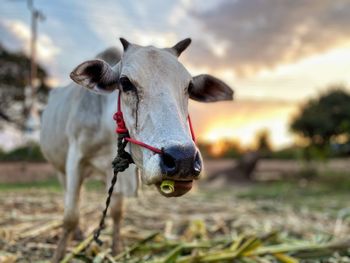 Close-up of cow on field