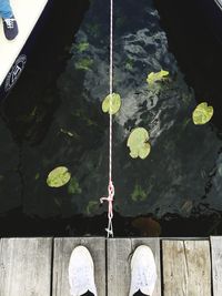 Reflection of trees in water