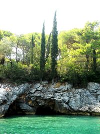 Scenic view of stream in forest