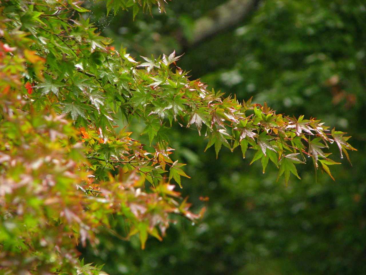 growth, leaf, branch, plant, nature, green color, close-up, tree, tranquility, focus on foreground, selective focus, twig, growing, outdoors, beauty in nature, forest, day, no people, leaves, sunlight